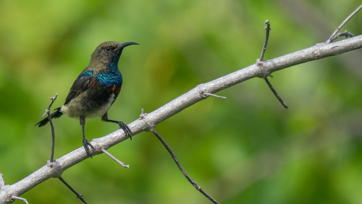 Souimanga Sunbird - ML556055111