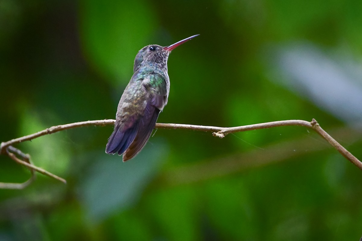 White-chinned Sapphire - ML556055321