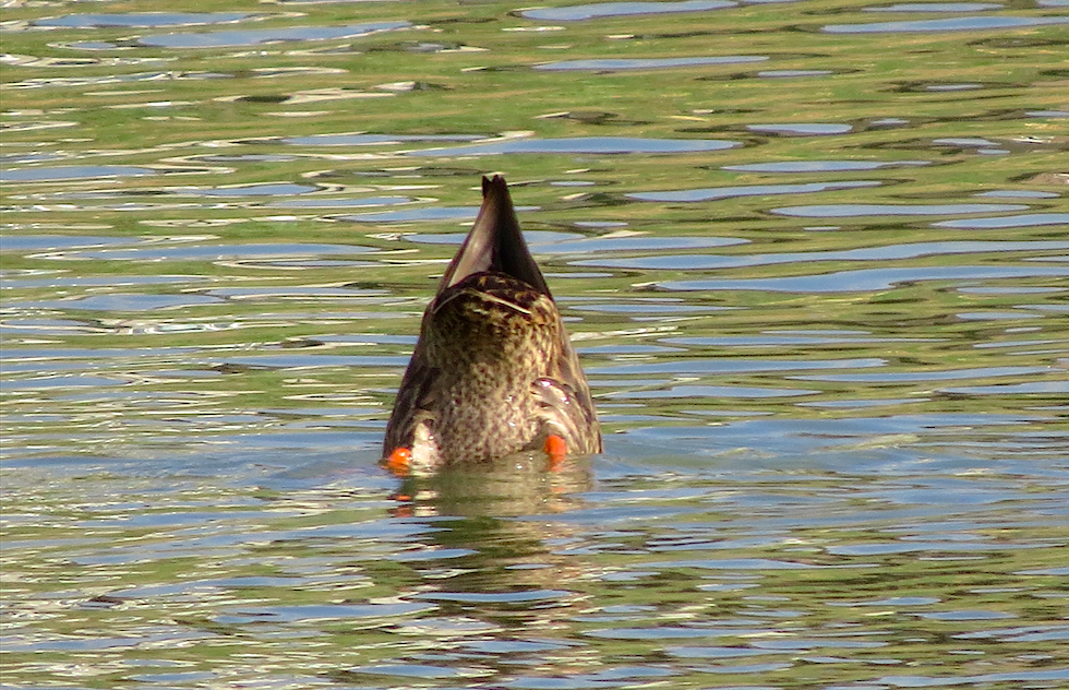 Mexican Duck - ML55605651