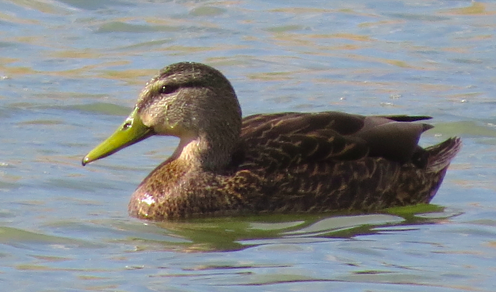 Mexican Duck - Ted Floyd