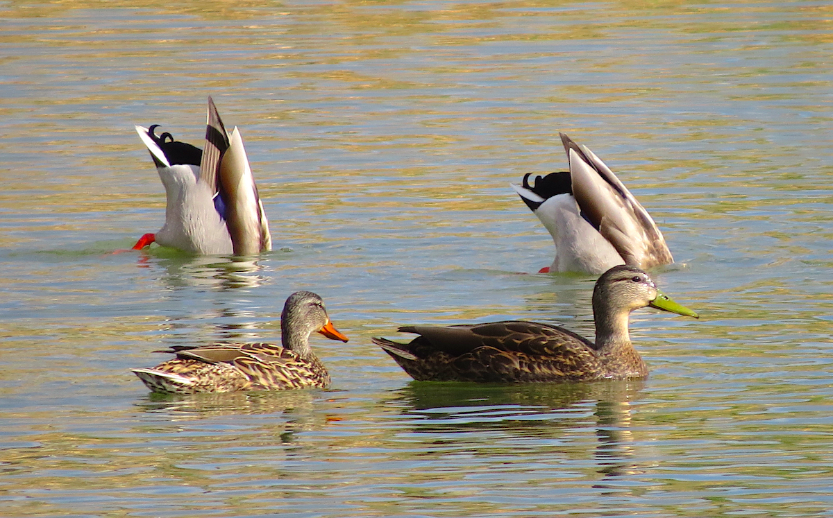 Canard du Mexique - ML55605671