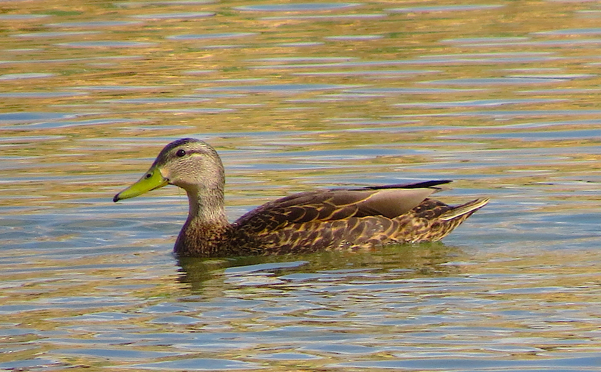 Mexican Duck - ML55605681