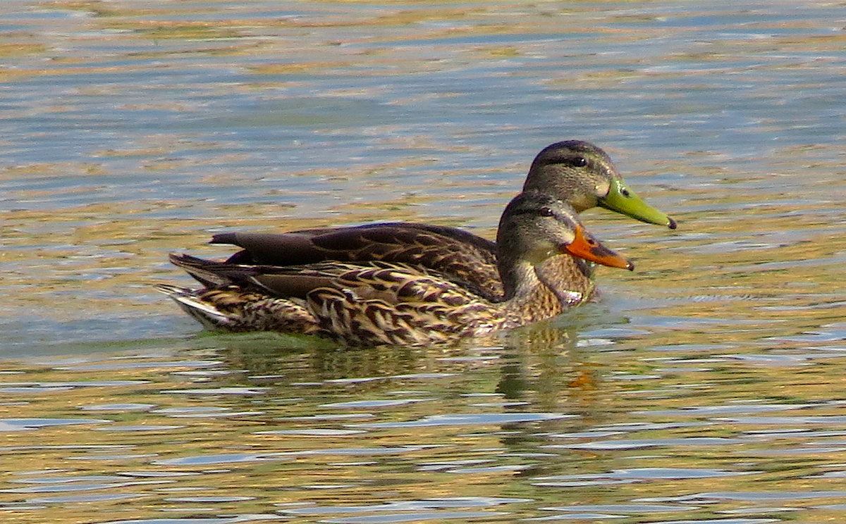 Canard du Mexique - ML55605691