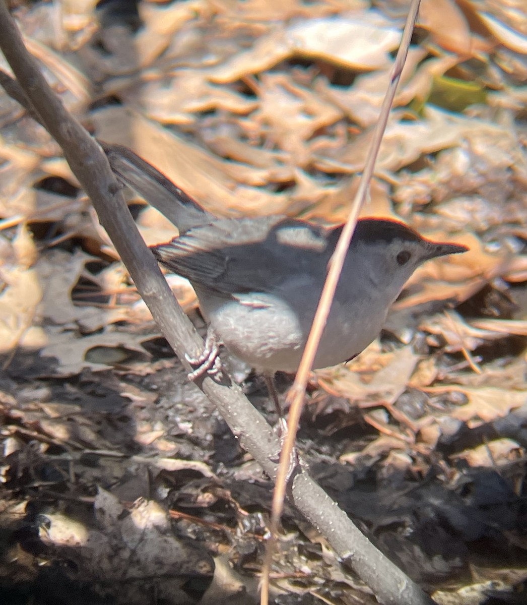 Gray Catbird - Anonymous