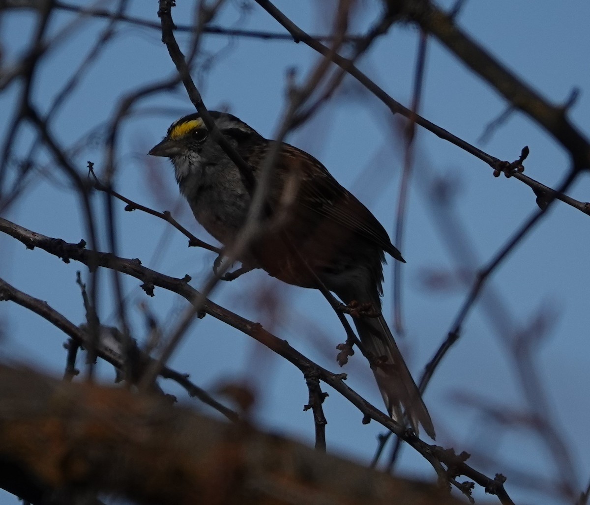 White-throated Sparrow - ML556057991