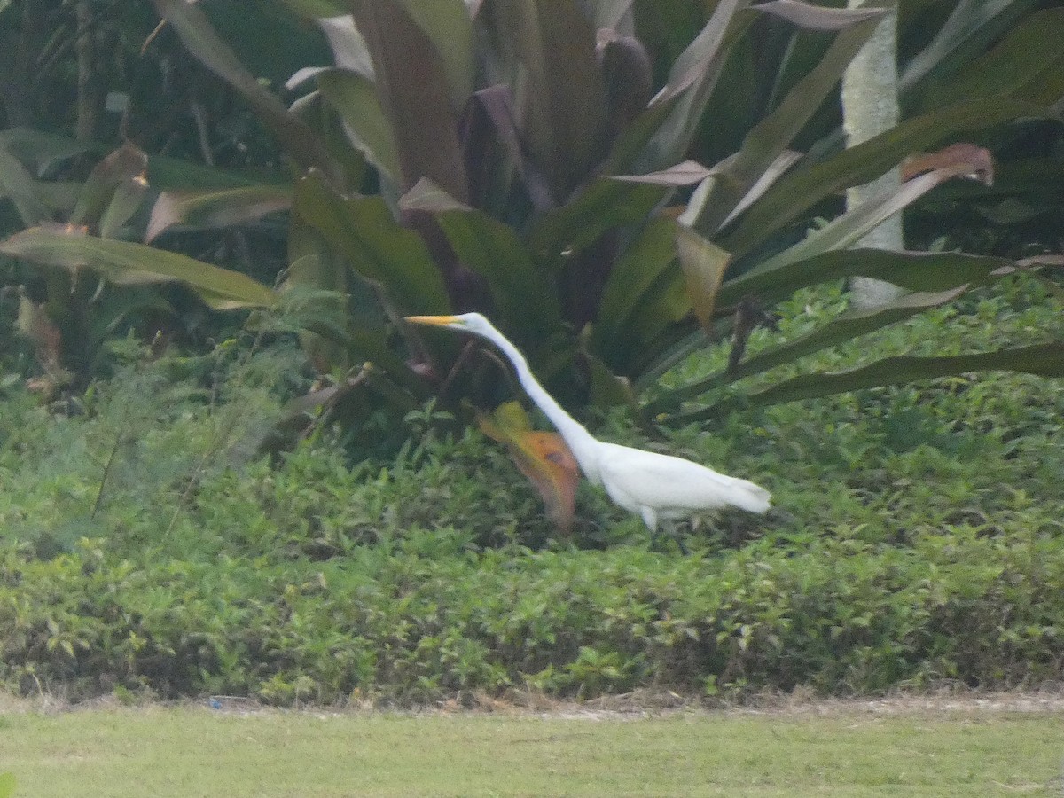 Great Egret - ML556059271