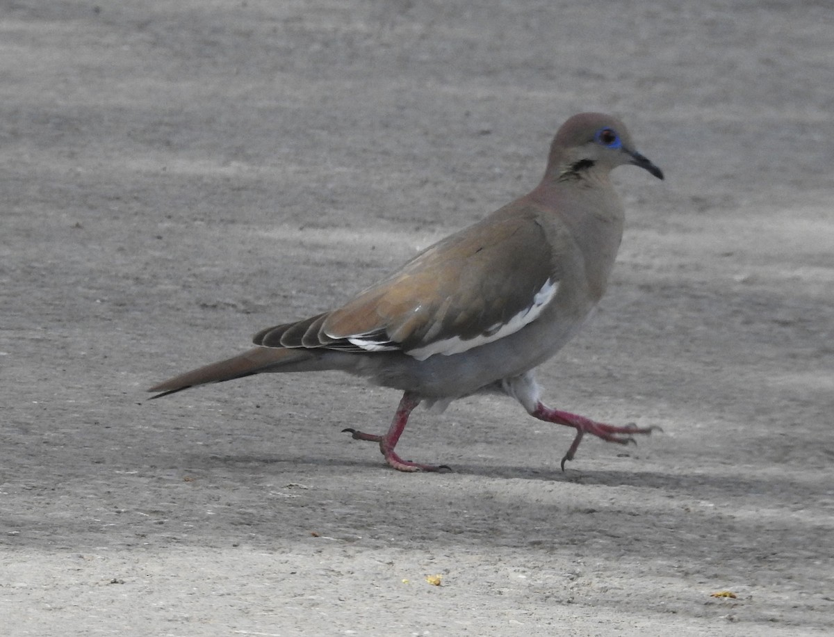 White-winged Dove - ML556060171