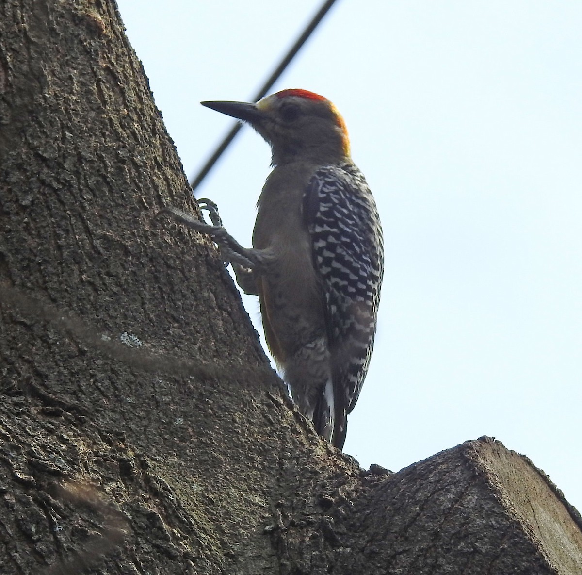 Hoffmann's Woodpecker - ML556060371