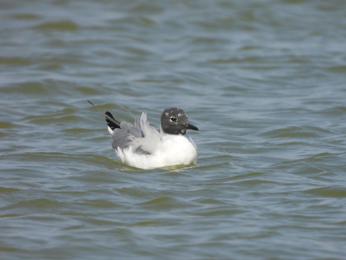 Bonaparte's Gull - ML556061881