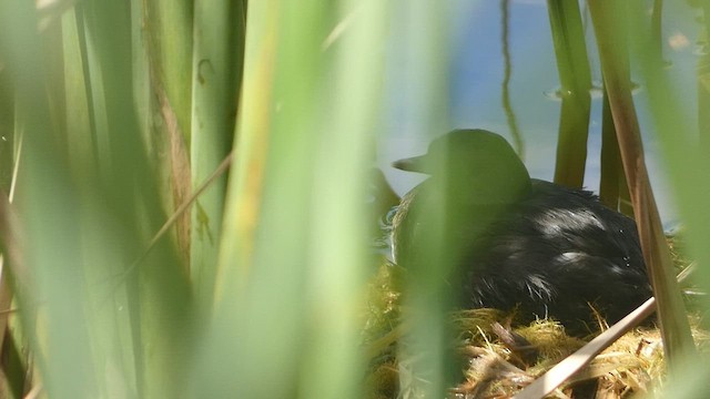 Least Grebe - ML556062951