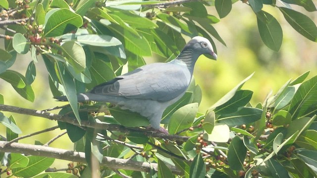 Pigeon à couronne blanche - ML556063721