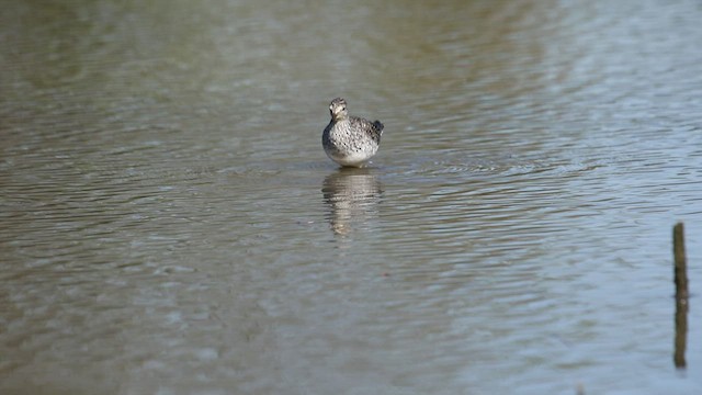 Lesser Yellowlegs - ML556064381