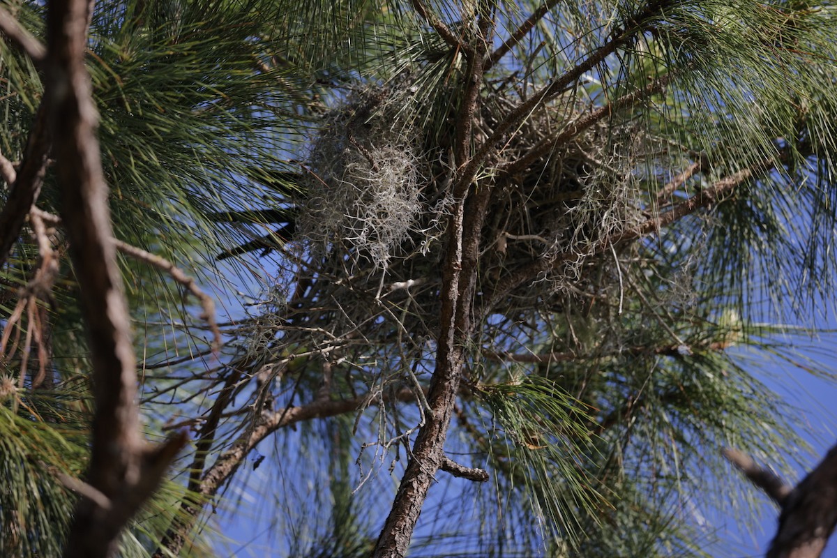 Swallow-tailed Kite - ML556064811