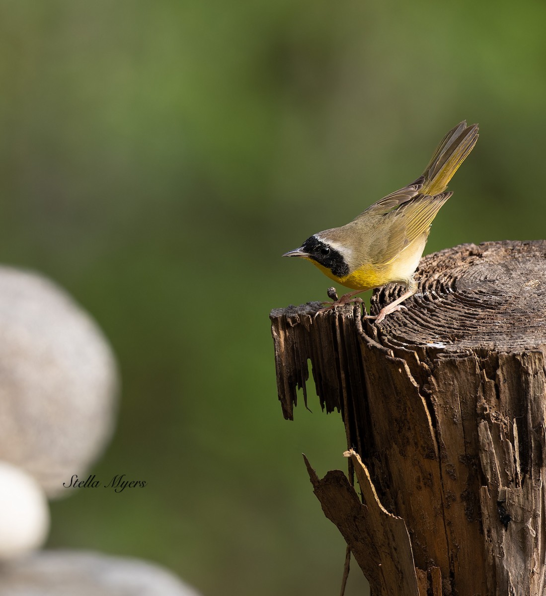 Common Yellowthroat - ML556064941