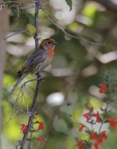 House Finch - Stella M