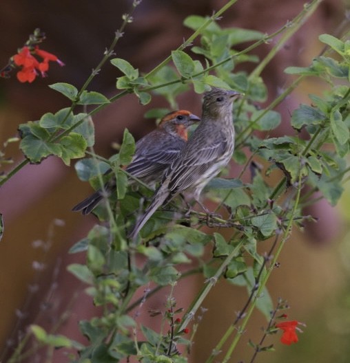 House Finch - ML556065141