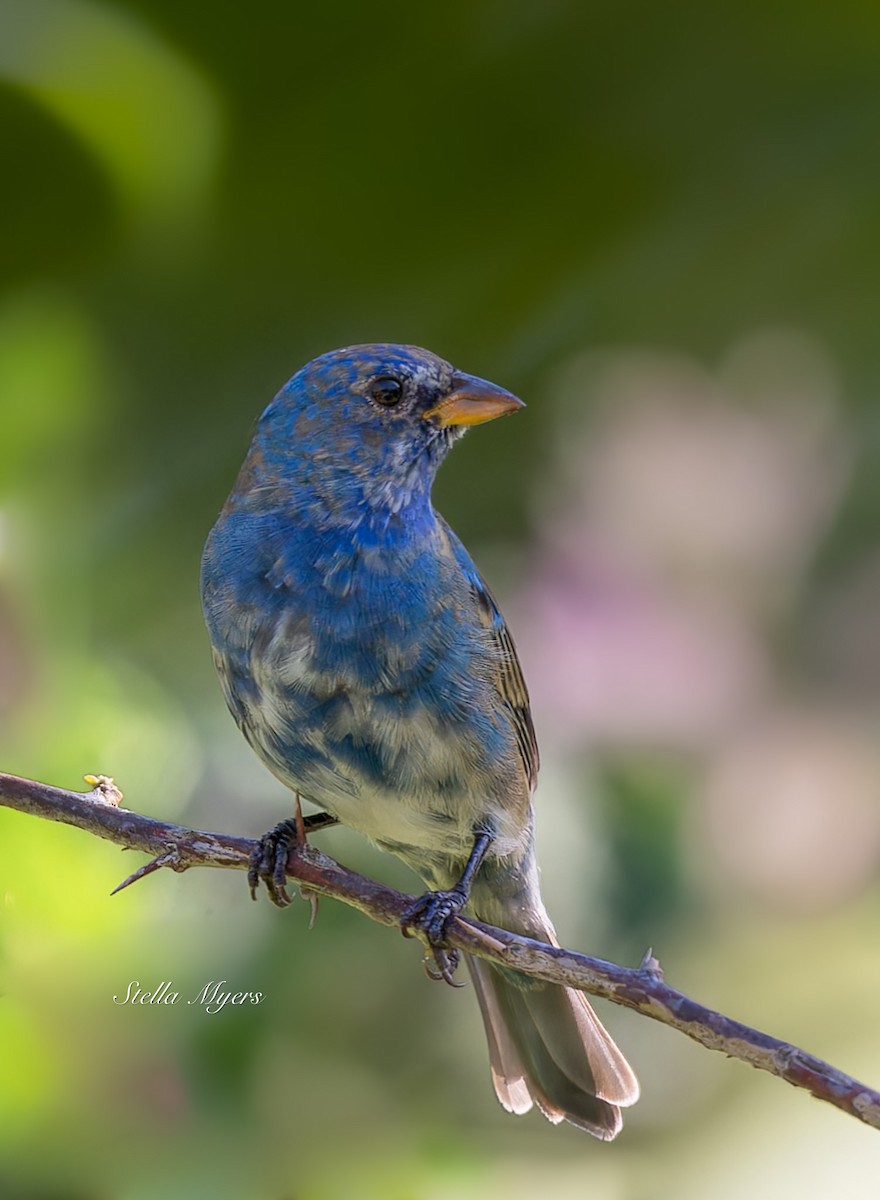 Indigo Bunting - ML556065471