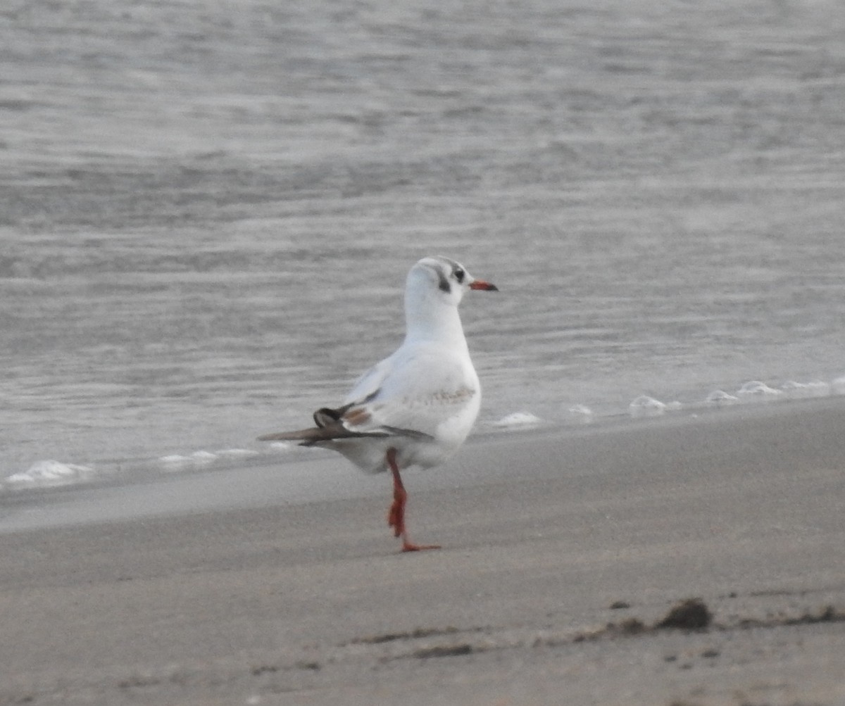 Black-headed Gull - ML556065541