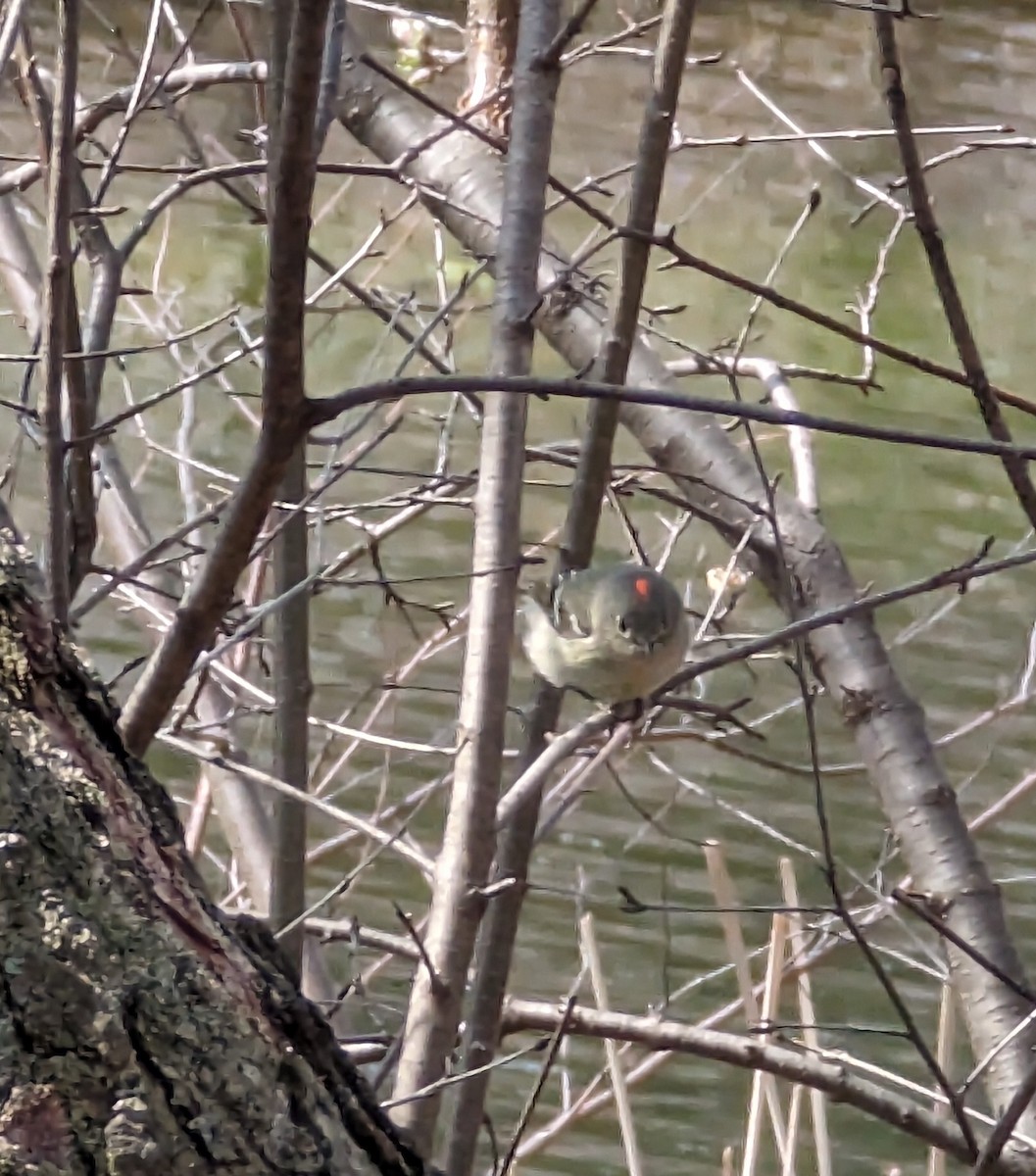 Ruby-crowned Kinglet - ML556066711