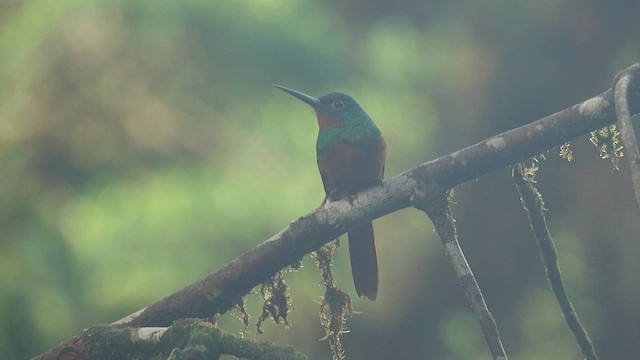 Coppery-chested Jacamar - ML556067131