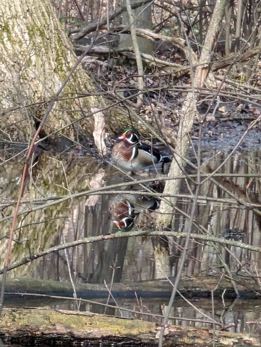 Wood Duck - Mike S