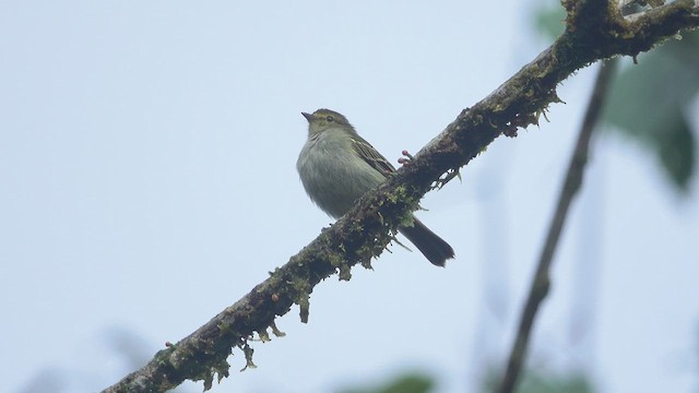 Golden-faced Tyrannulet - ML556067361