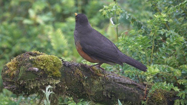 Chestnut-bellied Thrush - ML556067571