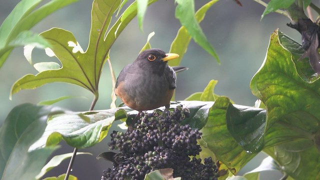 Chestnut-bellied Thrush - ML556067581