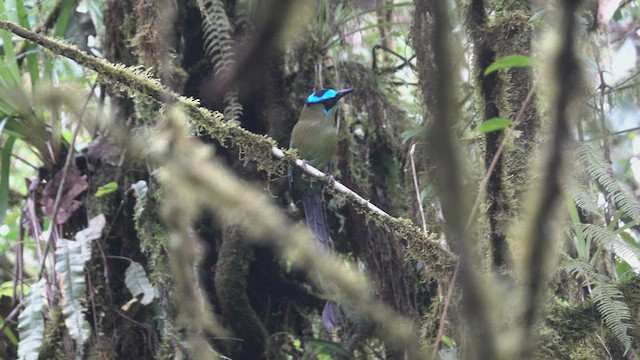 Motmot d'Équateur - ML556068161