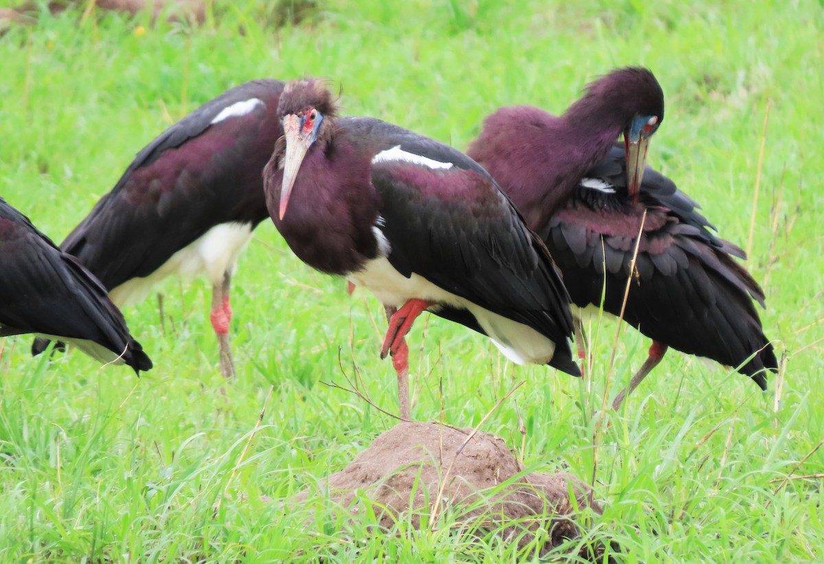 Abdim's Stork - ML556069131