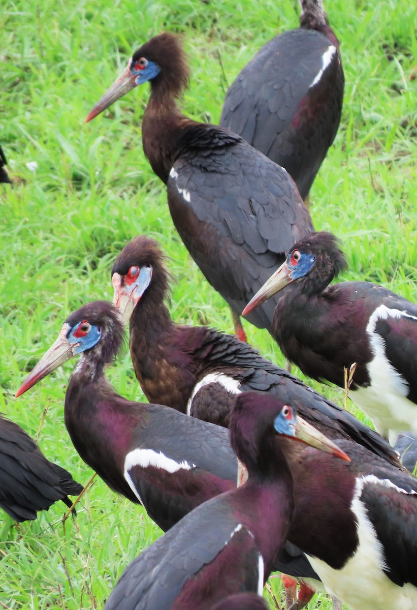 Cigogne d'Abdim - ML556069351