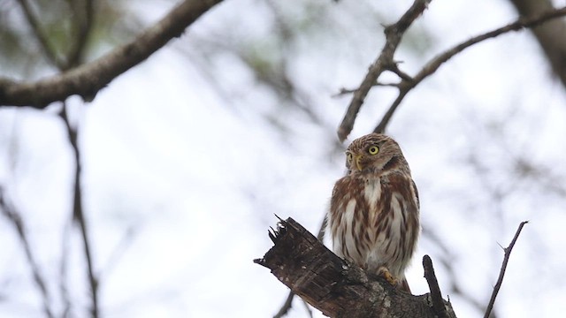 Peruvian Pygmy-Owl - ML556069991