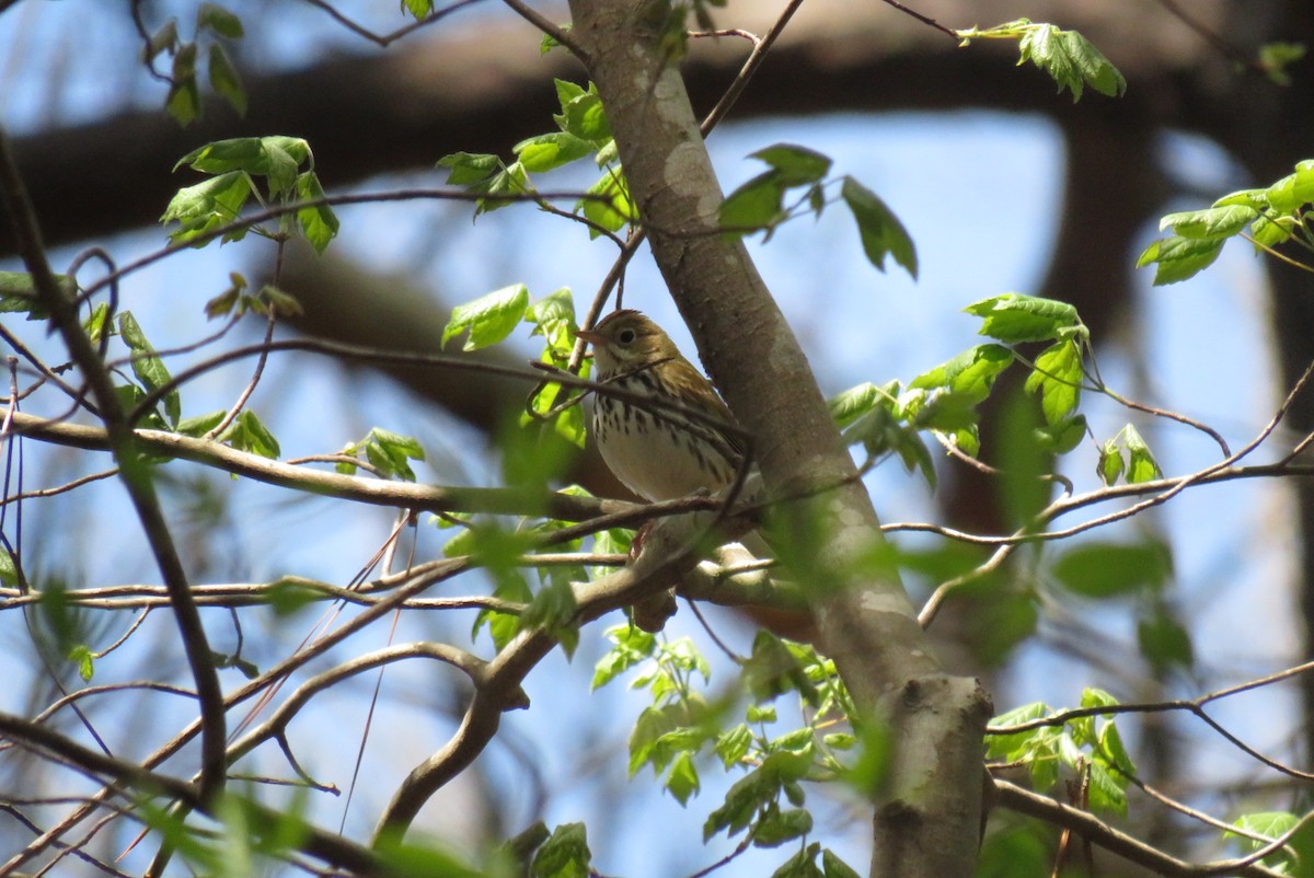 Ovenbird - ML556070691