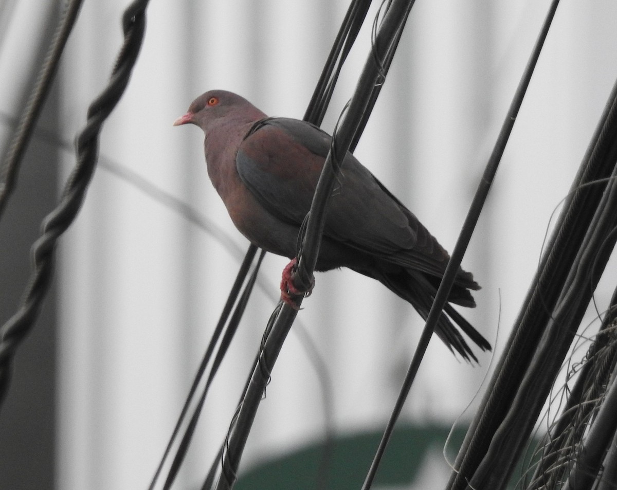 Pigeon à bec rouge - ML556070761