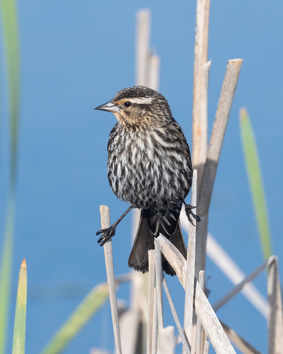 Red-winged Blackbird - ML556070811