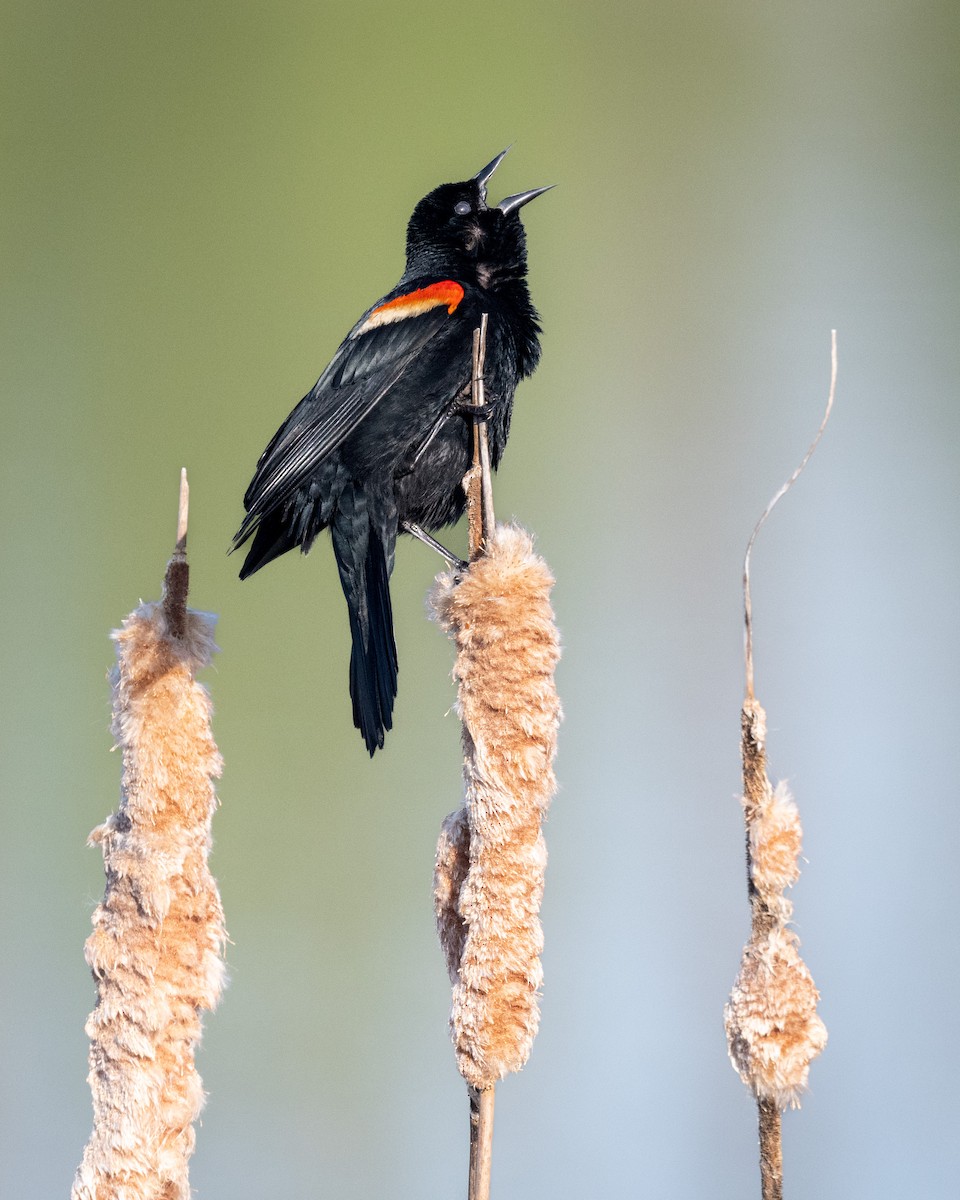 Red-winged Blackbird - ML556070821