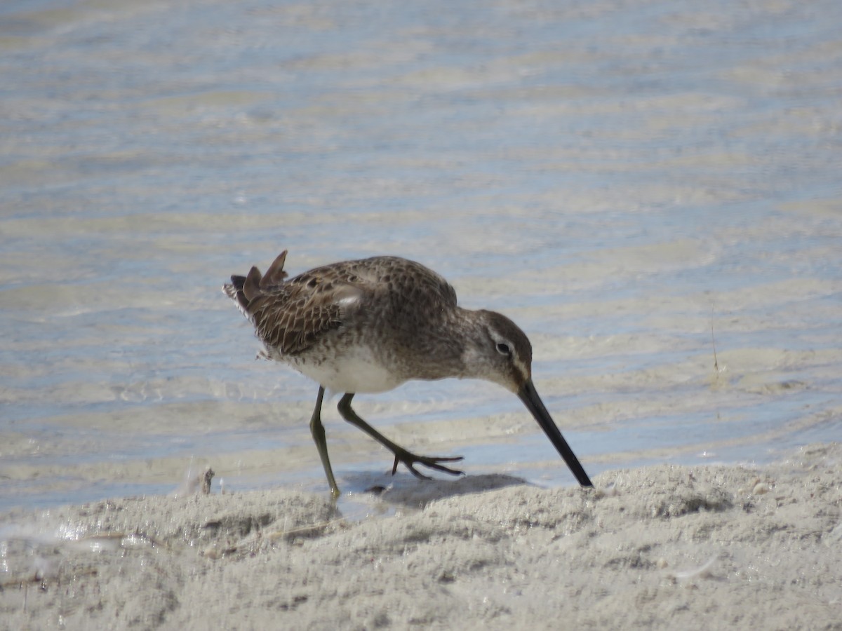 Long-billed Dowitcher - ML556070901