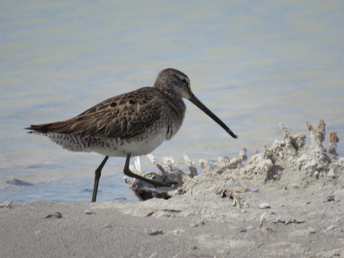 Long-billed Dowitcher - ML556070911