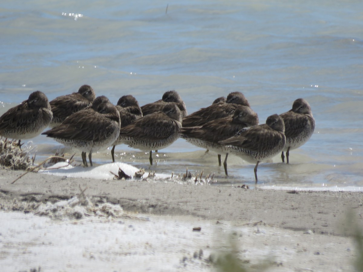 Long-billed Dowitcher - ML556070921