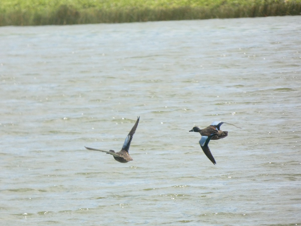 Blue-winged Teal - ML556070931