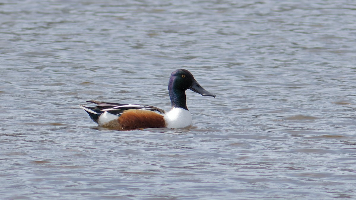 Northern Shoveler - ML556071831