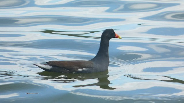 Common Gallinule - ML556072221