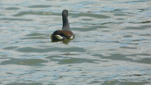 Common Gallinule - ML556072281