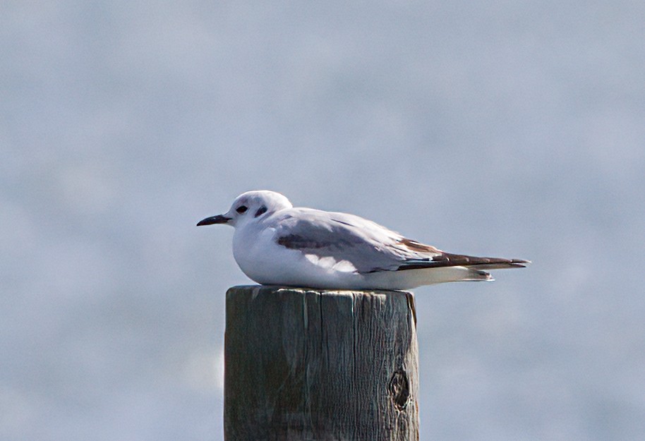 Bonaparte's Gull - ML556072511