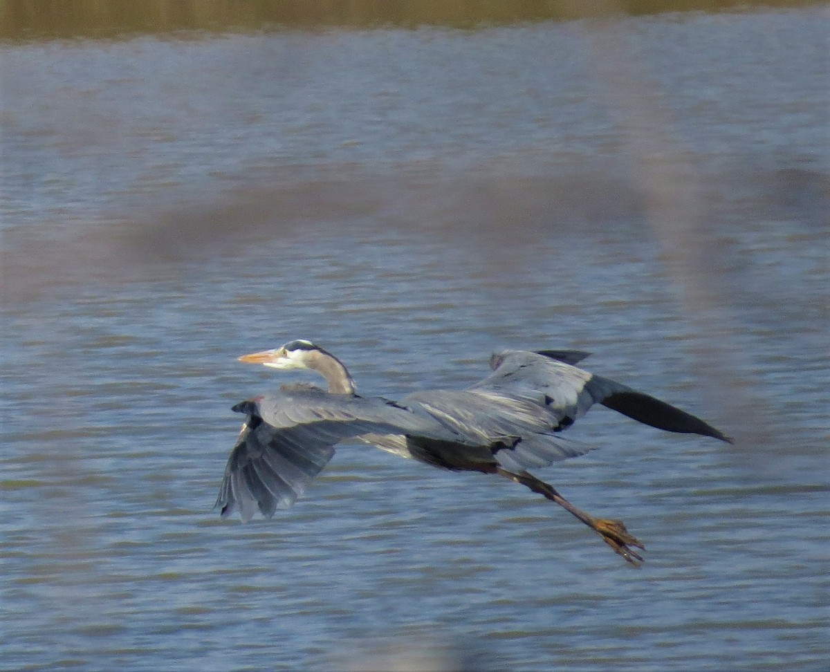 Great Blue Heron - ML556072831