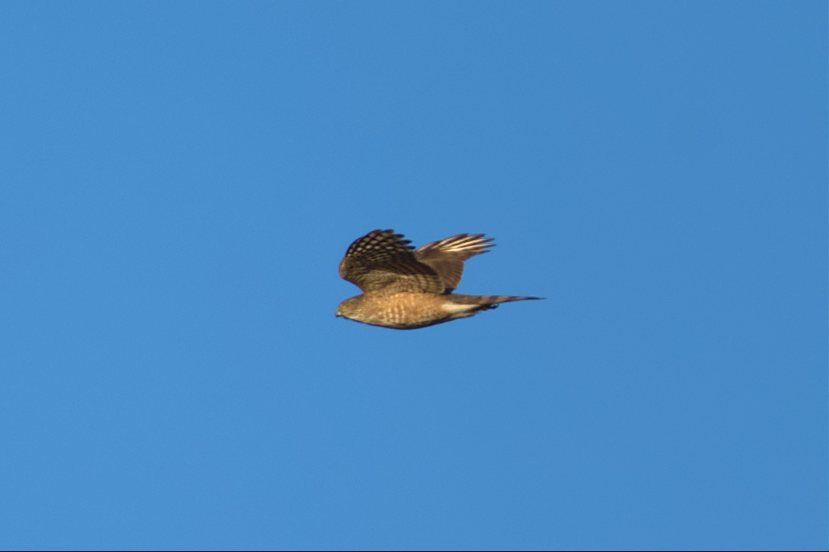 Sharp-shinned Hawk - ML556072851