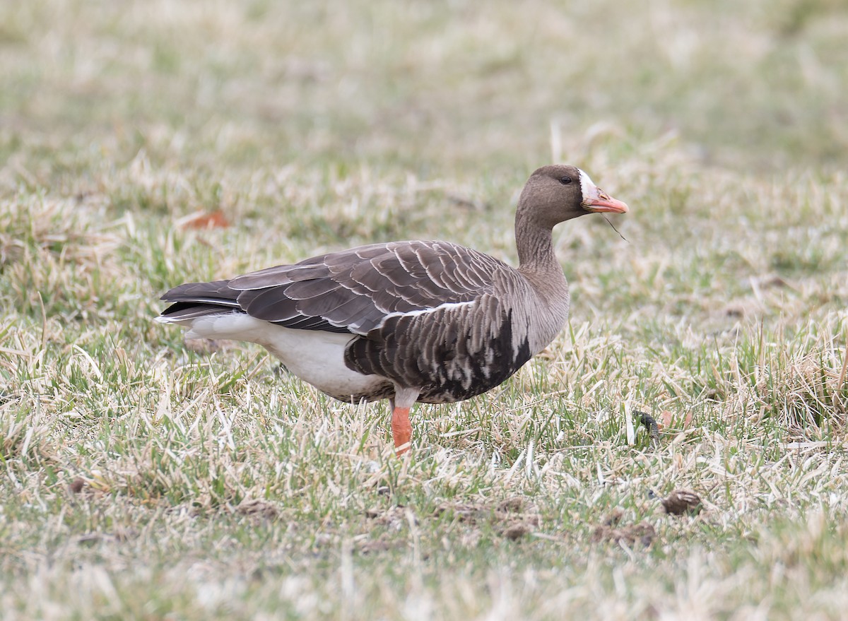 Greater White-fronted Goose - ML556073431