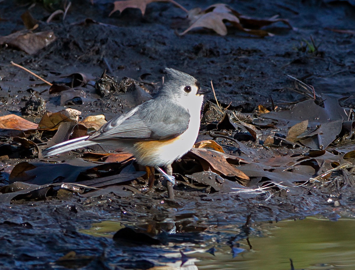 Tufted Titmouse - ML556073481