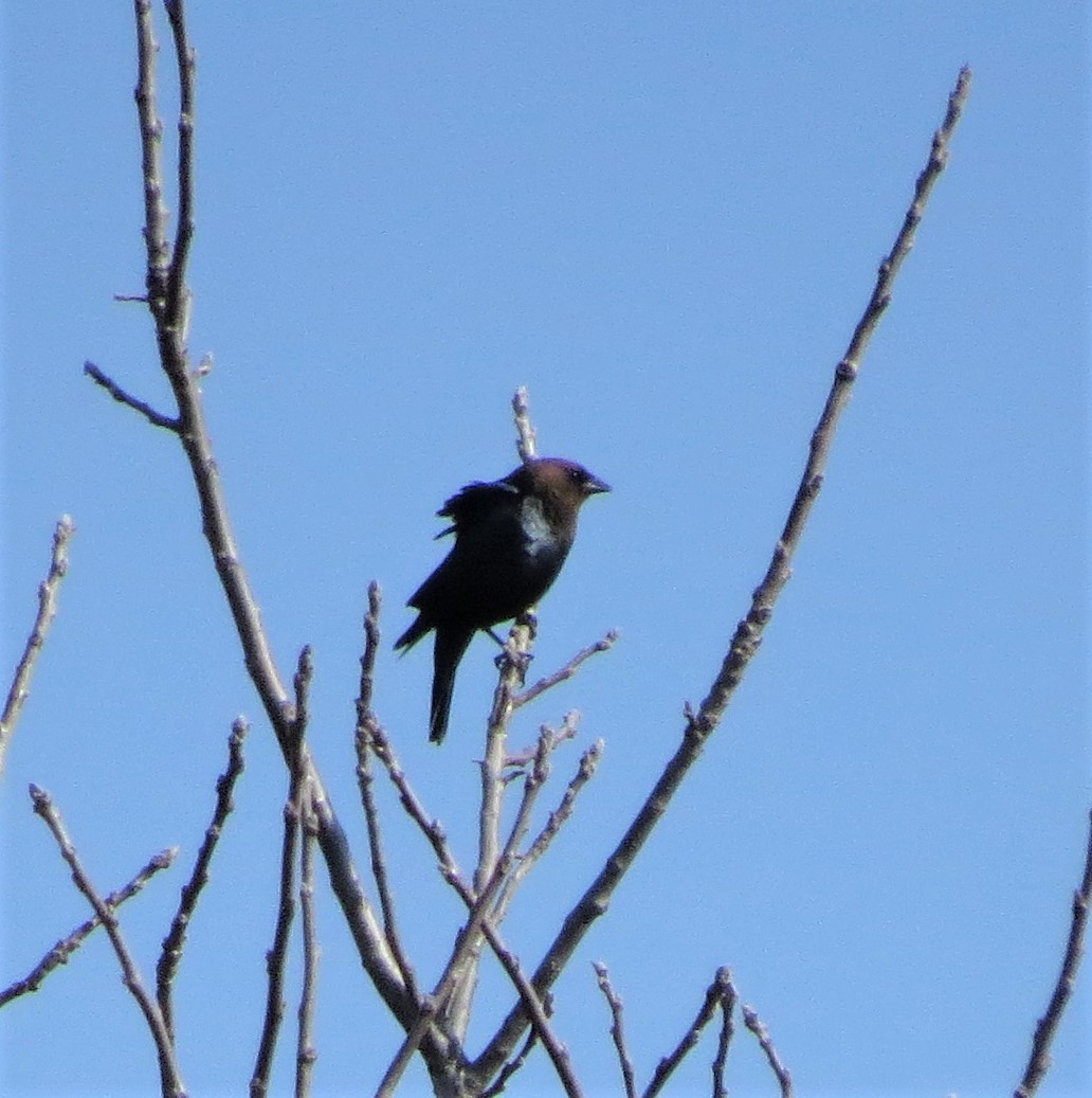 Brown-headed Cowbird - ML556073501