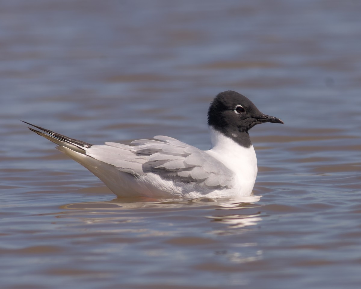 Bonaparte's Gull - ML556073611